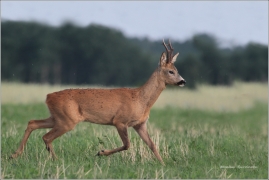 <p>SRNEC OBECNÝ (Capreolus capreolus) Šluknovsko - Jiříkov /European roe deer - Reh/</p>